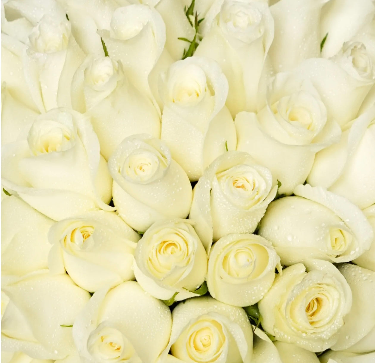 50 White Roses Bouquet