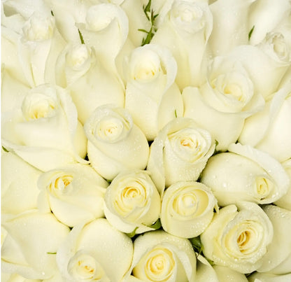 50 White Roses Bouquet
